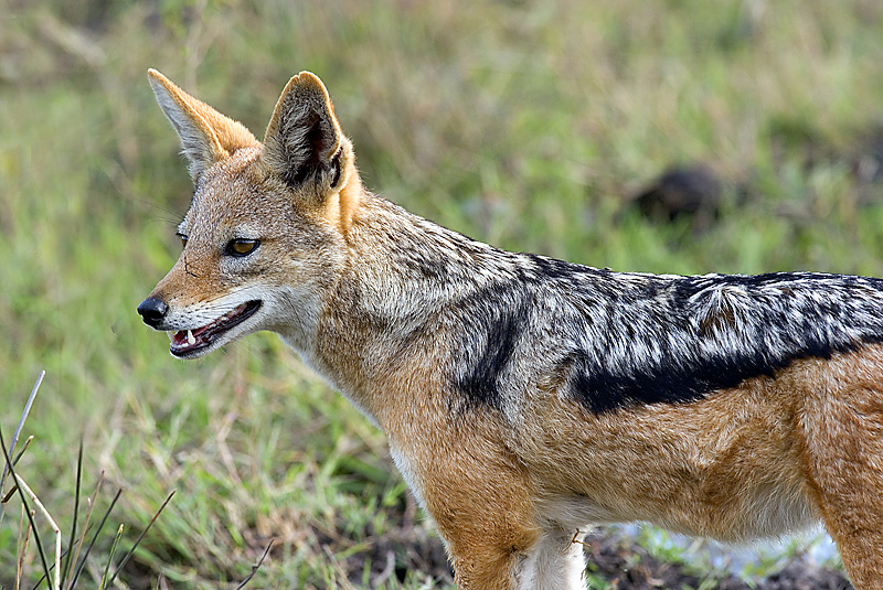 Как выглядят шакалы фото. Чепрачный Шакал. Шакал чепрачный (canis mesomelas). Шакал в субтропиках. Среднеазиатский Шакал.