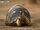 Radiated Tortoise