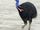 Southern Cassowary