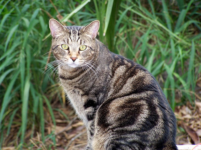 Tabby cat - Wikipedia