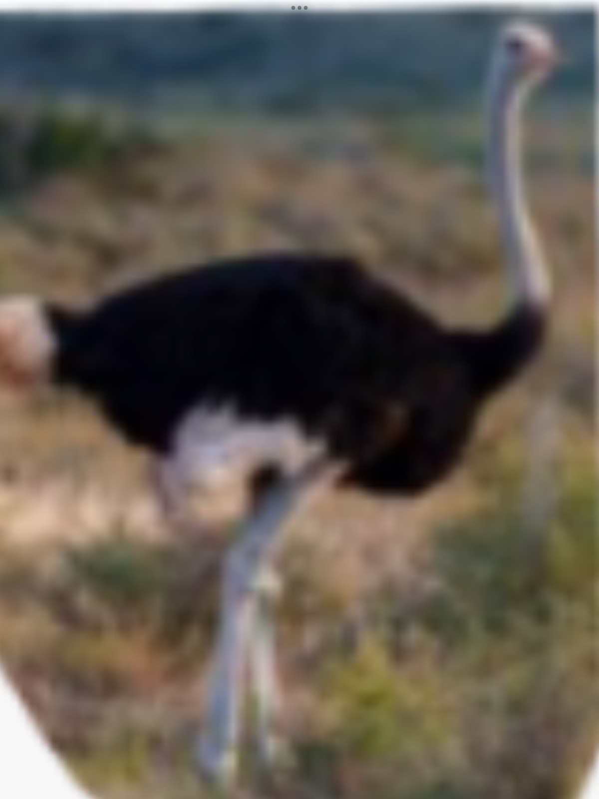 West African Ostrich | Animals Wiki | Fandom