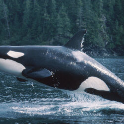Category:Pacific Ocean Animals | Animals Wiki | Fandom