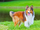 Shetland Sheepdog