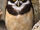 Spectacled Owl