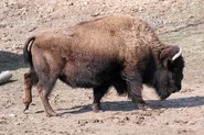 Bison.jpg (195 KB)
