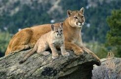 Cougar