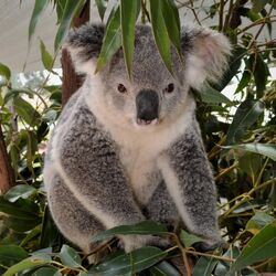 Koala | Animals Wiki | Fandom