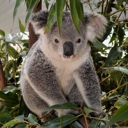 Koala | Animals Wiki | Fandom Koala | Animals Wiki | Fandom