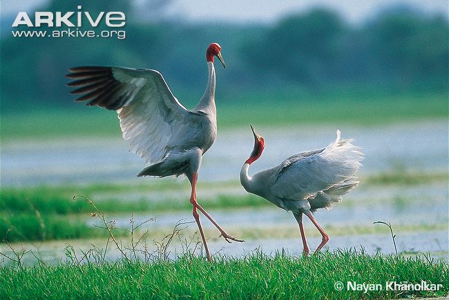 Sarus crane - Wikipedia