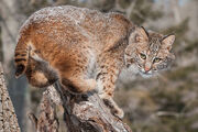 Bobcat
