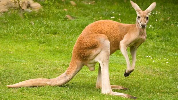 Red Kangaroo Animals Wiki | Fandom