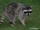 Western Racoon