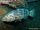 Atlantic Goliath Grouper