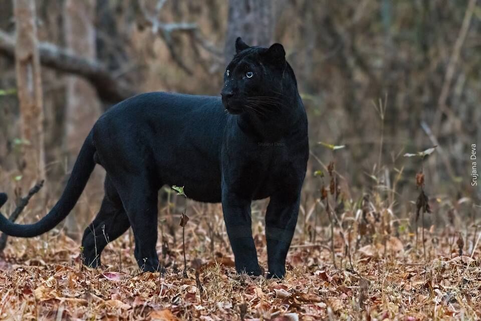 melanistic leopard