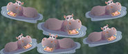 Common Hippopotamus