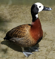 White-Faced Whistling Duck