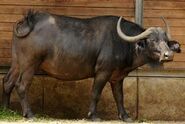 Cape Buffalo as Muskox