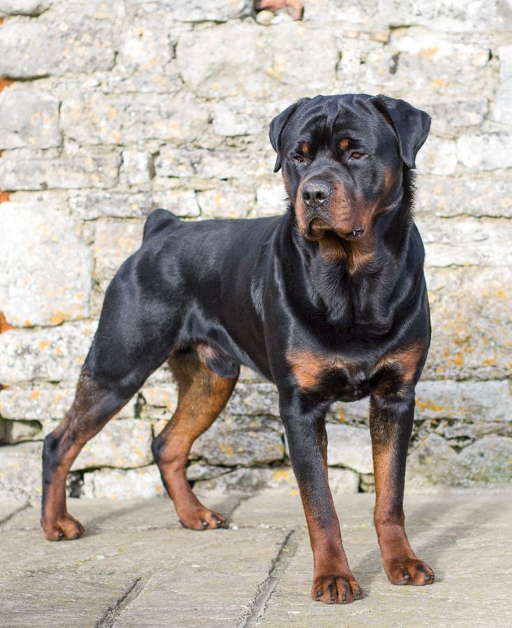 all black german rottweiler