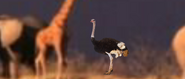 Ostrich-animals-united