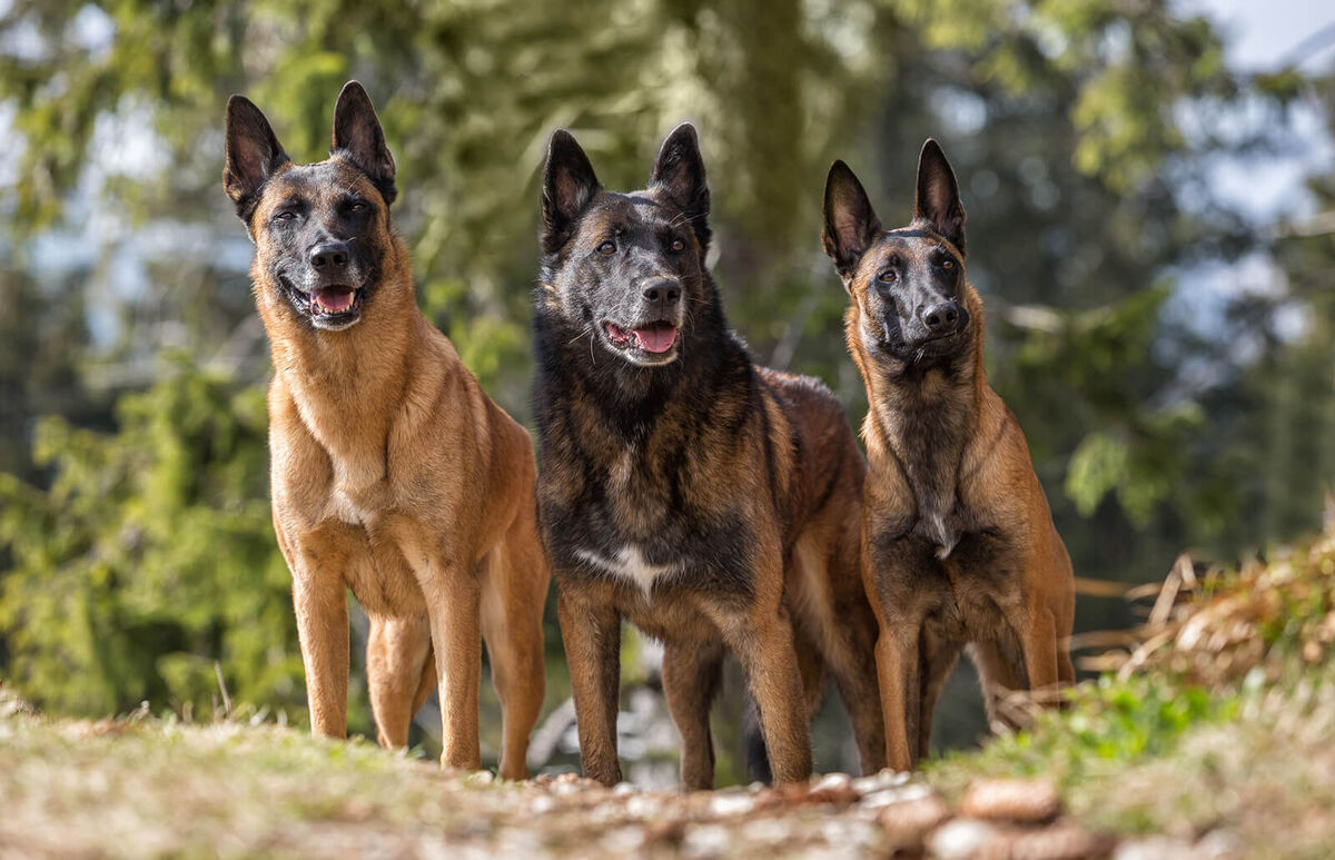 Belgian Malinois - A-Z Animals