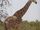 West African Giraffe