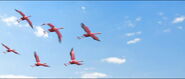 Greater Flamingo