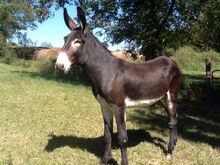 Mule-003