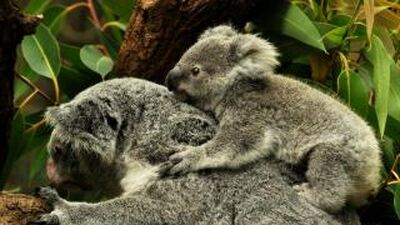 Koala | Animals Wiki | Fandom