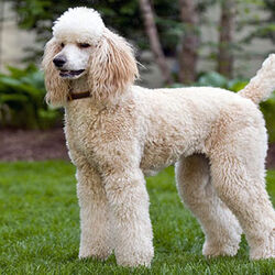 Wolf poodle sale
