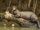 Giant Otter