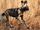 African Wild Dog