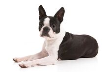 Boston-Terrier-On-White-03