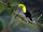 Keel-billed Toucan