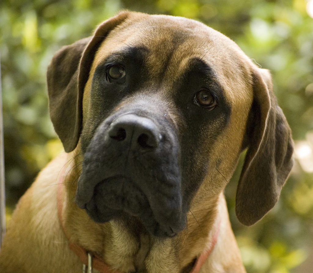 English Mastiff Dog Breeds: Majestic Gentle Giants