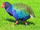 South Island Takahē