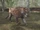 Ngandong Tiger