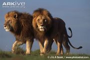 African Lions