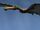 Tropeognathus