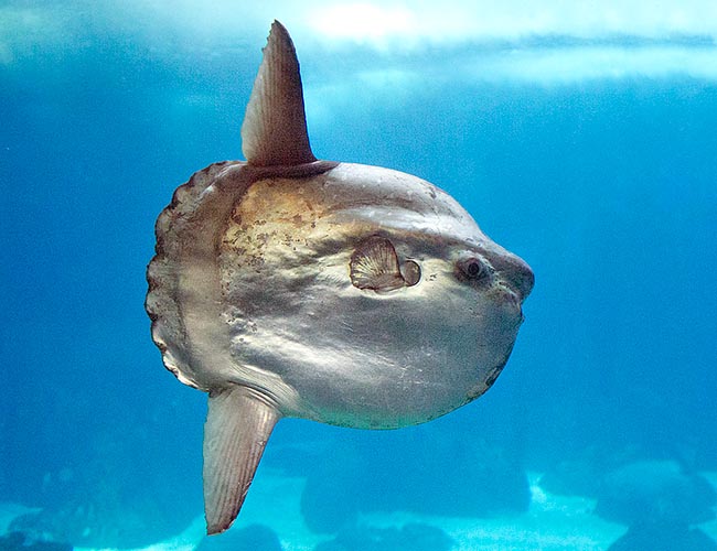 Ocean Sunfish Facts