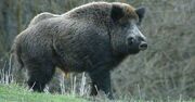 Wild-boar-02