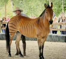 Zorse | Animals Wiki | Fandom