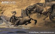 Blue-wildebeest (1)