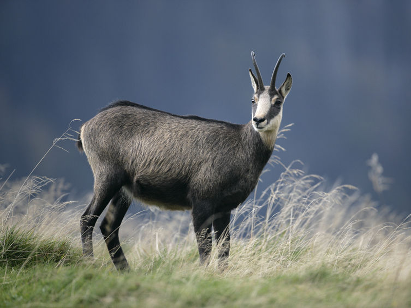 Chamois, Animals Wiki