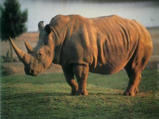 White Rhinocero 9900006666