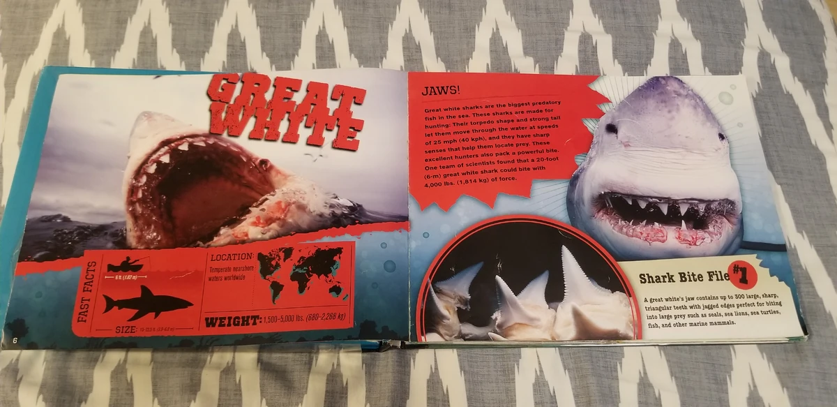 List of Species in Creature Files Sharks | Animals Wiki | Fandom