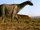 Paraceratherium