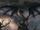 Jabberwock