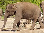 Elephas-maximus-sumatranus2