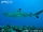 Blacktip Reef Shark