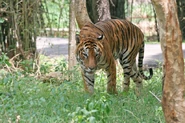 Bengal Tiger in Bangalore